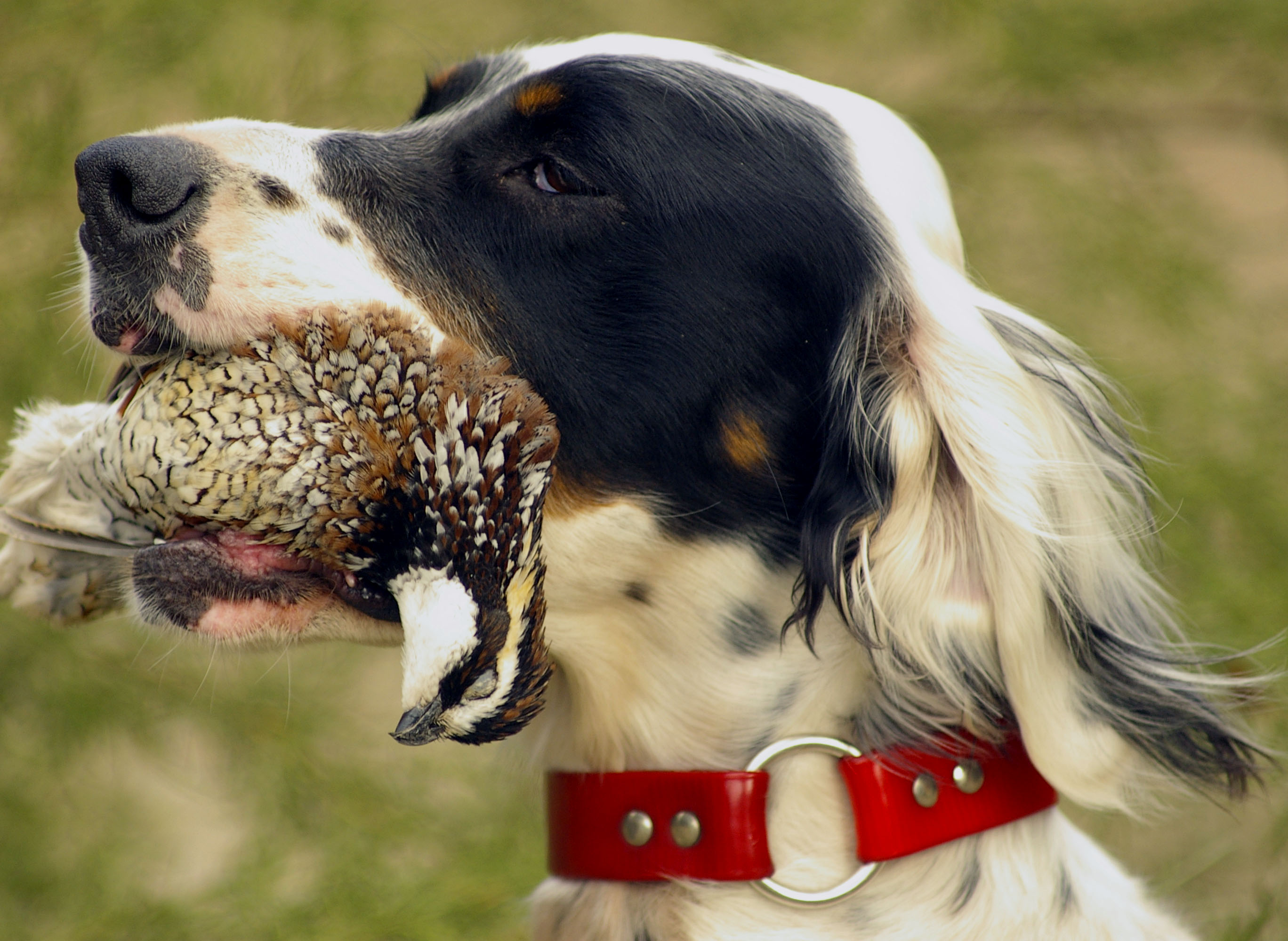 Bird Dog Training Pointing Dog Training Upland Gun Dog TrainingField